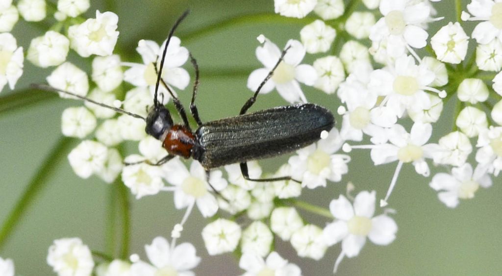 Oedemeridae? S, Anogcodes sp.